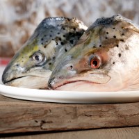 BARF Fisch - Vom Fisch - Ganze Stücke - Ganze Lachsköpfe vom Norwegischen Lachs  2 Stück