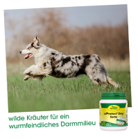 Pflege & Hygiene - Würmer - cdProtect® Dog forte 75 g