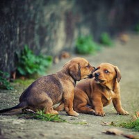 Mein BARF Plan - BARF Plan für deinen Welpen bis zum 4. Monat