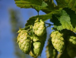 Einzelkräuter - Einzelkräuter Brombeerbläter