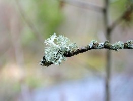 Einzelkräuter - Einzelkräuter Brombeerbläter