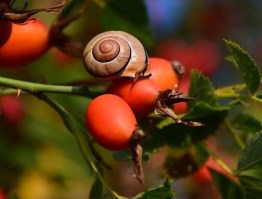 Einzelkräuter - Einzelkräuter Eisenkraut geschnitten