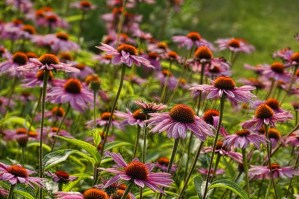 Kräutergarten - Einzelkräuter - Echinacea (Purpursonnenhut) | 100 g