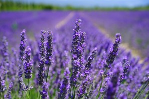 Kräutergarten - Einzelkräuter - Lavendel  100 g