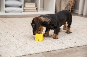 Spielzeug - TRIXI Snack-Würfel | 6 cm