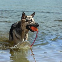 Spielzeug - Hundespielzeug KONG® Aqua 10 cm (63 cm Gesamtlänge)